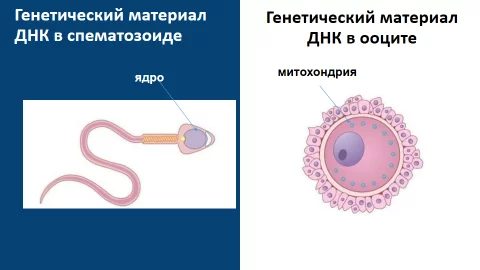 Курение и зачатие ребенка