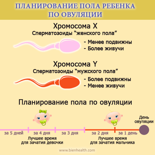 Определение пола ребенка по овуляции – как зачать девочку или мальчика?