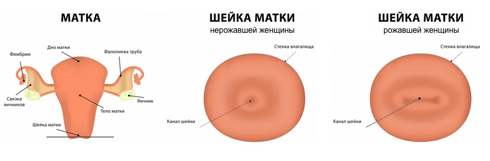 Положение шейки матки до и после овуляции