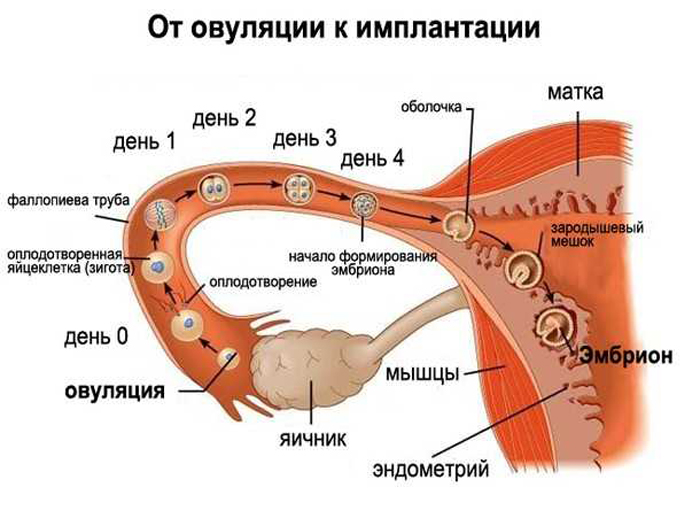 Сколько живет яйцеклетка после овуляции
